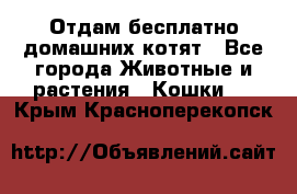 Отдам бесплатно домашних котят - Все города Животные и растения » Кошки   . Крым,Красноперекопск